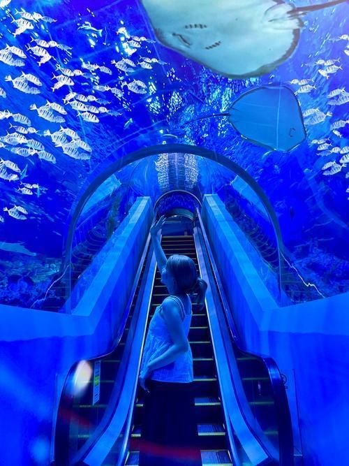 廣州水族館2000字：廣州水族館特色、游覽體驗及體驗及生態意義展開