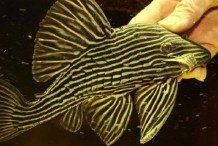 皇冠豹魚(yú)是雜魚(yú)還是名魚(yú)：如何飼養(yǎng)皇冠豹魚(yú)皇冠豹魚(yú)的市場(chǎng)價(jià)格