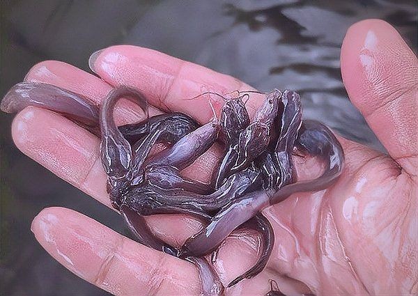 廣東埃及魚最便宜的地方：在廣東尋找釣魚人的最低價購入點