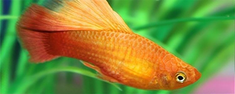 金牡丹魚為何不建議養：金牡丹魚多久繁殖一次