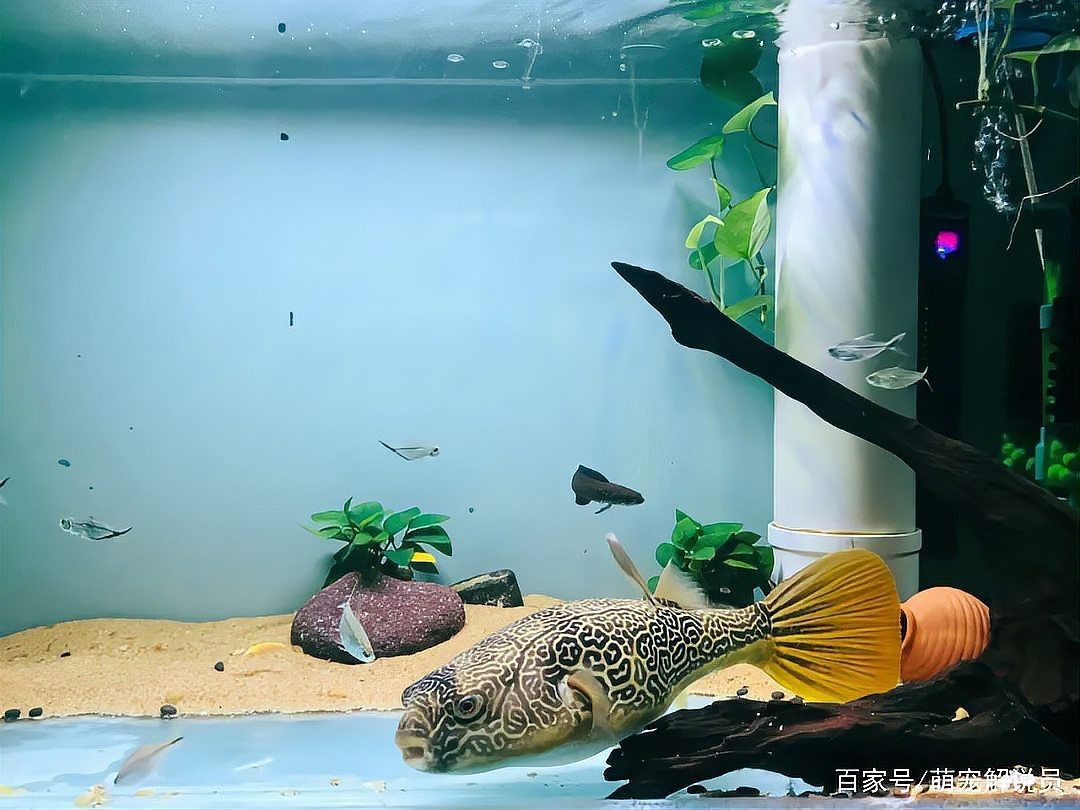 皇冠狗頭魚(yú)多少錢(qián)一條：皇冠狗頭魚(yú)市場(chǎng)價(jià)格受多種因素影響皇冠狗頭魚(yú)價(jià)格走勢(shì)