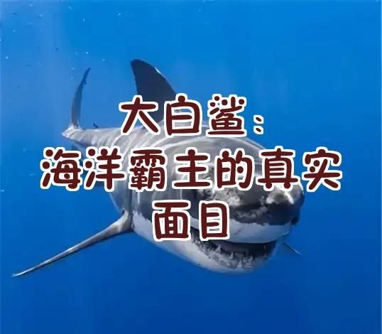 關于大白鯊的知識或資料：關于大白鯊的若干真相