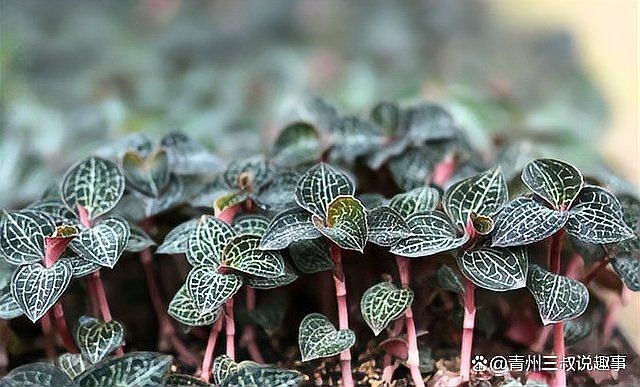 金線蓮2025年價格：**《金線蓮2025年價格》*2030年價格