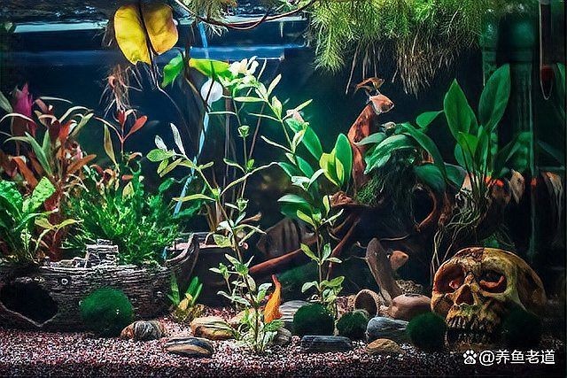 活體魚快遞三天會死嗎：活體魚快遞三天存活與否取決于多重因素的綜合作用