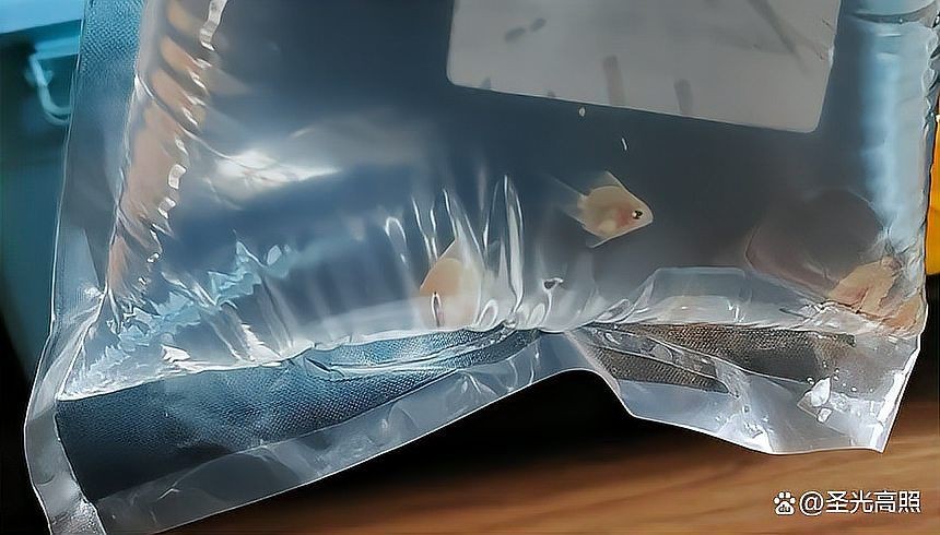 活體魚快遞三天會死嗎：活體魚快遞三天存活與否取決于多重因素的綜合作用