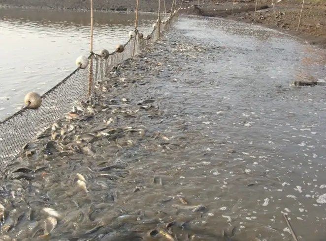 活體魚快遞三天會死嗎：活體魚快遞三天存活與否取決于多重因素的綜合作用