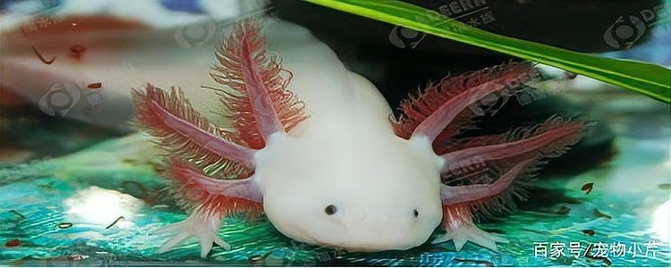 家里養一只蠑螈的害處：家庭飼養蠑螈有哪些隱患？