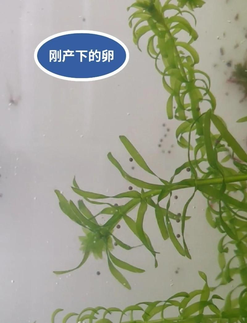 家里養一只蠑螈的害處：家庭飼養蠑螈有哪些隱患？