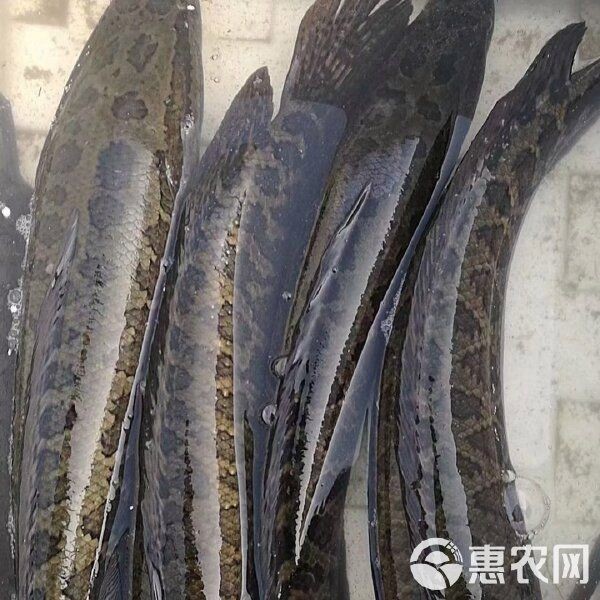 活黑魚一般多少錢一斤：活黑魚的價格受哪些因素影響？