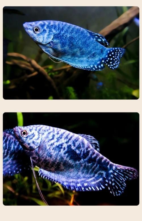 藍曼龍魚公母對照圖：“藍曼龍魚公母對照圖”展開，系統解析魚類雌雄個體的典型特征