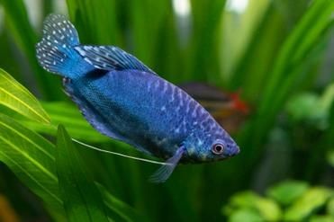 藍曼龍魚公母對照圖：“藍曼龍魚公母對照圖”展開，系統解析魚類雌雄個體的典型特征