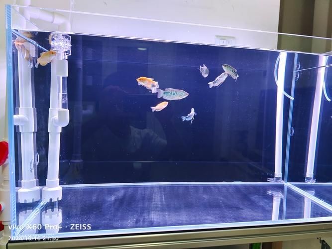 藍曼龍魚公母對照圖：“藍曼龍魚公母對照圖”展開，系統解析魚類雌雄個體的典型特征