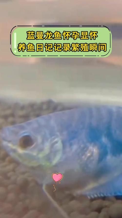 藍曼龍魚公母對照圖：“藍曼龍魚公母對照圖”展開，系統解析魚類雌雄個體的典型特征