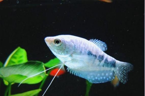 藍曼龍魚公母對照圖：“藍曼龍魚公母對照圖”展開，系統解析魚類雌雄個體的典型特征