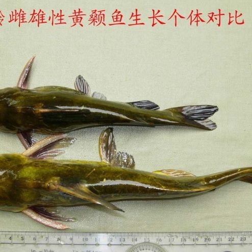 和尚頭魚怎么分公母：和尚頭魚的雌雄鑒別需結合形態與生理特征綜合判斷