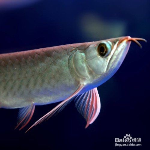 和尚頭魚怎么分公母：和尚頭魚的雌雄鑒別需結合形態與生理特征綜合判斷