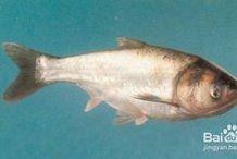 和尚頭魚怎么分公母：和尚頭魚的雌雄鑒別需結合形態與生理特征綜合判斷