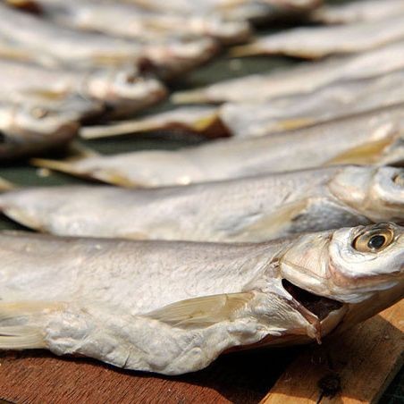 廣東柴魚又叫什么魚：廣東地區(qū)所稱“柴魚”并非單一魚種并非單一魚種