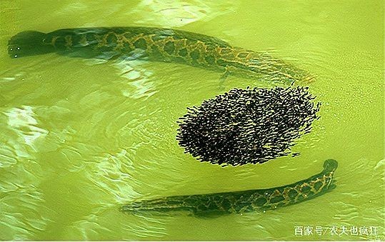廣東柴魚又叫什么魚：廣東地區(qū)所稱“柴魚”并非單一魚種并非單一魚種