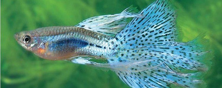 小孔雀25天了能被母魚吃掉嗎：“小孔雀25天了能被母魚吃掉嗎”25天齡的小孔雀魚吃掉嗎