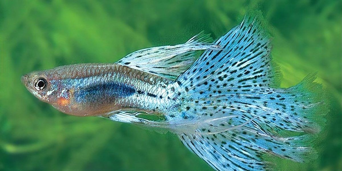 小孔雀25天了能被母魚吃掉嗎：“小孔雀25天了能被母魚吃掉嗎”25天齡的小孔雀魚吃掉嗎