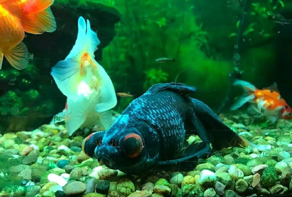 金魚各種魚病圖解：*《金魚各種魚病圖解》*《金魚各種魚病圖解》 金魚各種魚病圖解：*《金魚各種魚病圖解》*《金魚各種魚病圖解》 龍魚百科 第4張