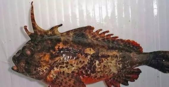 海老虎魚的圖片大全：“海老虎魚”視覺檔案高清圖片資源高清圖集展示