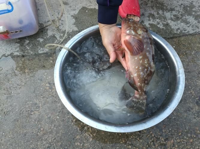 海老虎魚的圖片大全：“海老虎魚”視覺檔案高清圖片資源高清圖集展示