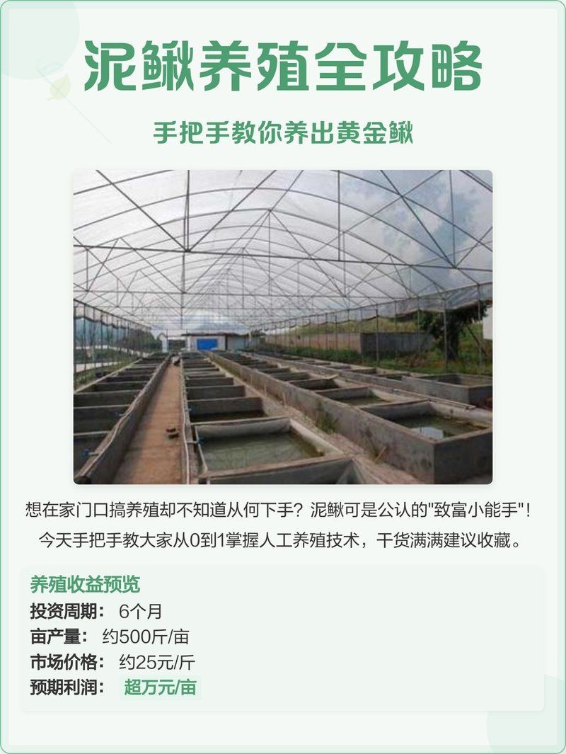 金泥鰍為什么不建議養：金泥鰍的繁殖方式是什么