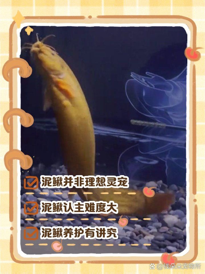 金泥鰍為什么不建議養：金泥鰍的繁殖方式是什么