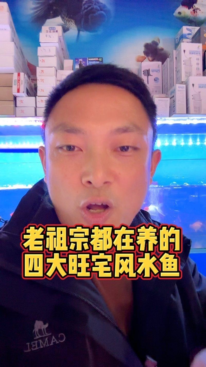 金絲貓魚是招邪還是辟邪：金絲貓魚在風水中是“招邪”還是“辟邪”還是“辟邪”