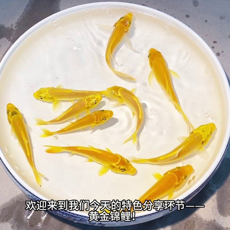 金絲貓魚是招邪還是辟邪：金絲貓魚在風水中是“招邪”還是“辟邪”還是“辟邪”