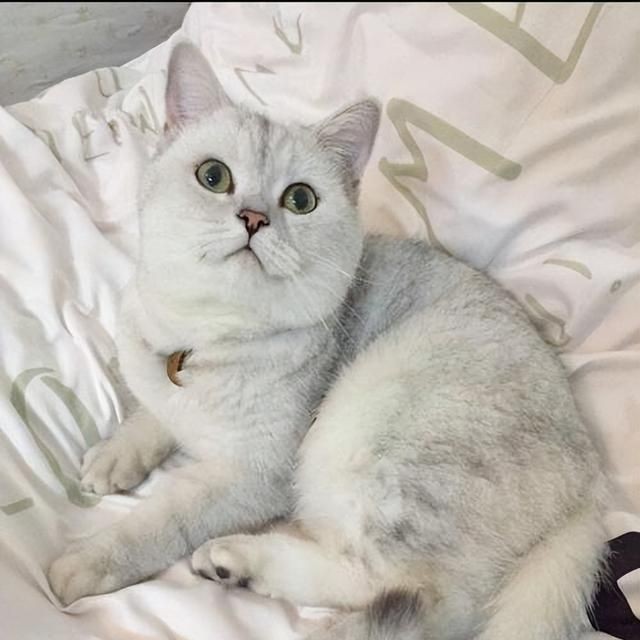 金絲貓魚是招邪還是辟邪：金絲貓魚在風水中是“招邪”還是“辟邪”還是“辟邪”