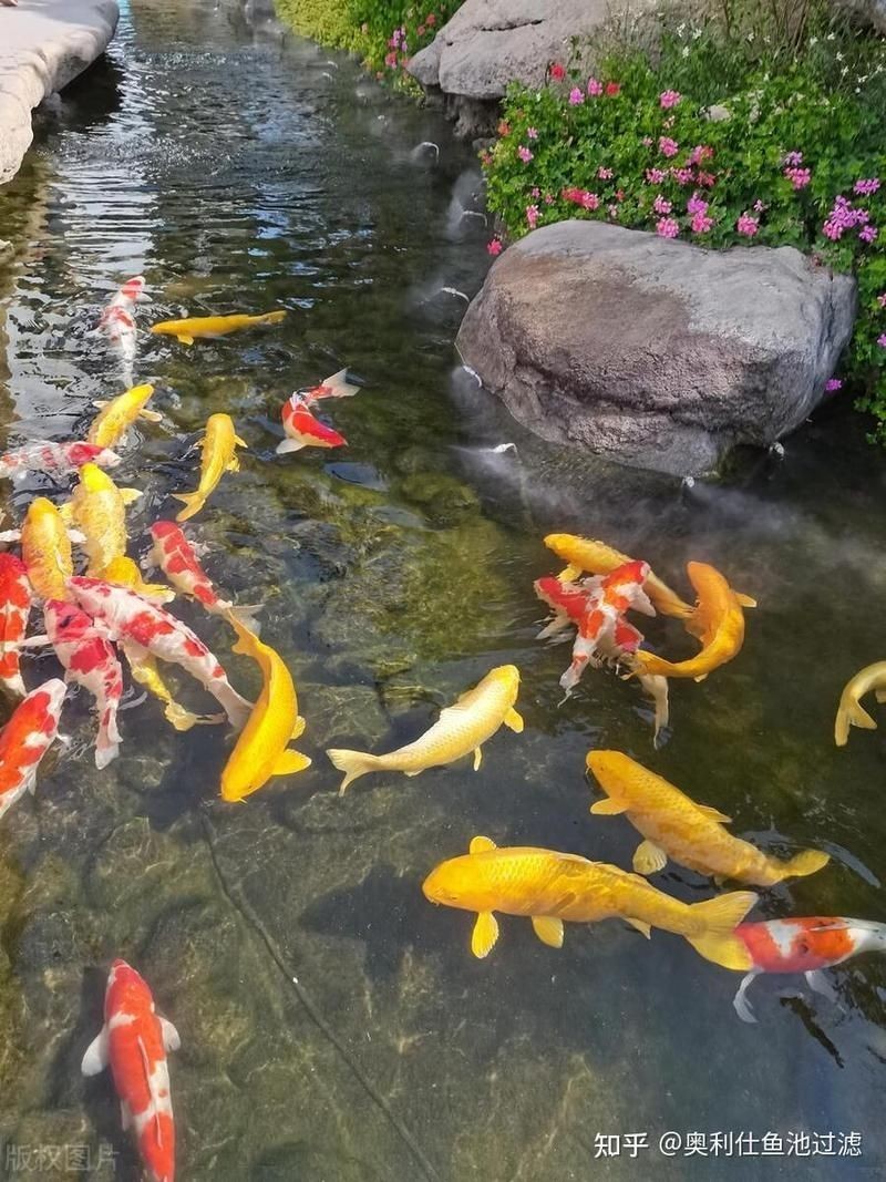金絲貓魚是招邪還是辟邪：金絲貓魚在風水中是“招邪”還是“辟邪”還是“辟邪”