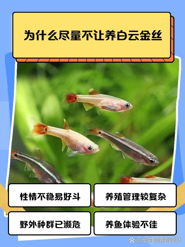 虎紋恐龍魚多久喂一次食？，虎紋恐龍魚喂食管理表