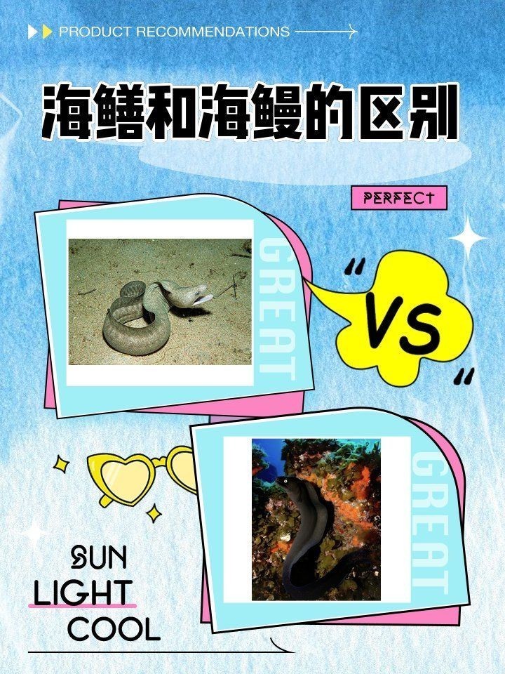 海鱔和海鰻的區(qū)別：李老師科普：海鱔與海鰻的區(qū)別,海鱔和海鰻的區(qū)別是什么 海鱔和海鰻的區(qū)別：李老師科普：海鱔與海鰻的區(qū)別,海鱔和海鰻的區(qū)別是什么 龍魚(yú)論壇 第1張