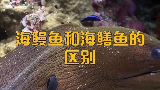 海鱔和海鰻的區(qū)別：李老師科普：海鱔與海鰻的區(qū)別,海鱔和海鰻的區(qū)別是什么 海鱔和海鰻的區(qū)別：李老師科普：海鱔與海鰻的區(qū)別,海鱔和海鰻的區(qū)別是什么 龍魚(yú)論壇 第2張