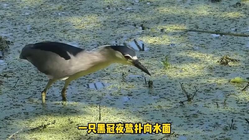海鱔和海鰻的區(qū)別：李老師科普：海鱔與海鰻的區(qū)別,海鱔和海鰻的區(qū)別是什么 海鱔和海鰻的區(qū)別：李老師科普：海鱔與海鰻的區(qū)別,海鱔和海鰻的區(qū)別是什么 龍魚(yú)論壇 第8張