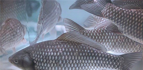 混養四大家魚怎么搭配：四大家魚混養技術要點