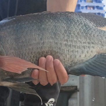 廣東各地羅非魚今日價(jià)格：2018年8月4日廣東省內(nèi)羅非魚產(chǎn)地價(jià)格動(dòng)態(tài) 廣東各地羅非魚今日價(jià)格：2018年8月4日廣東省內(nèi)羅非魚產(chǎn)地價(jià)格動(dòng)態(tài) 全國(guó)水族館企業(yè)名錄 第2張