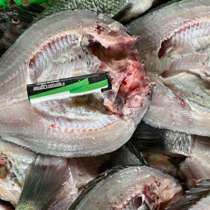 廣東各地羅非魚今日價(jià)格：2018年8月4日廣東省內(nèi)羅非魚產(chǎn)地價(jià)格動(dòng)態(tài) 廣東各地羅非魚今日價(jià)格：2018年8月4日廣東省內(nèi)羅非魚產(chǎn)地價(jià)格動(dòng)態(tài) 全國(guó)水族館企業(yè)名錄 第1張