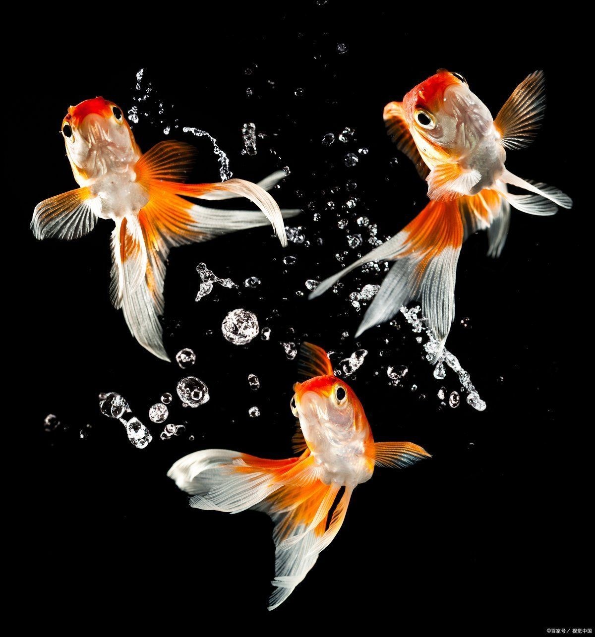 金魚和孔雀魚哪個(gè)好養(yǎng)：新手養(yǎng)魚入門指南