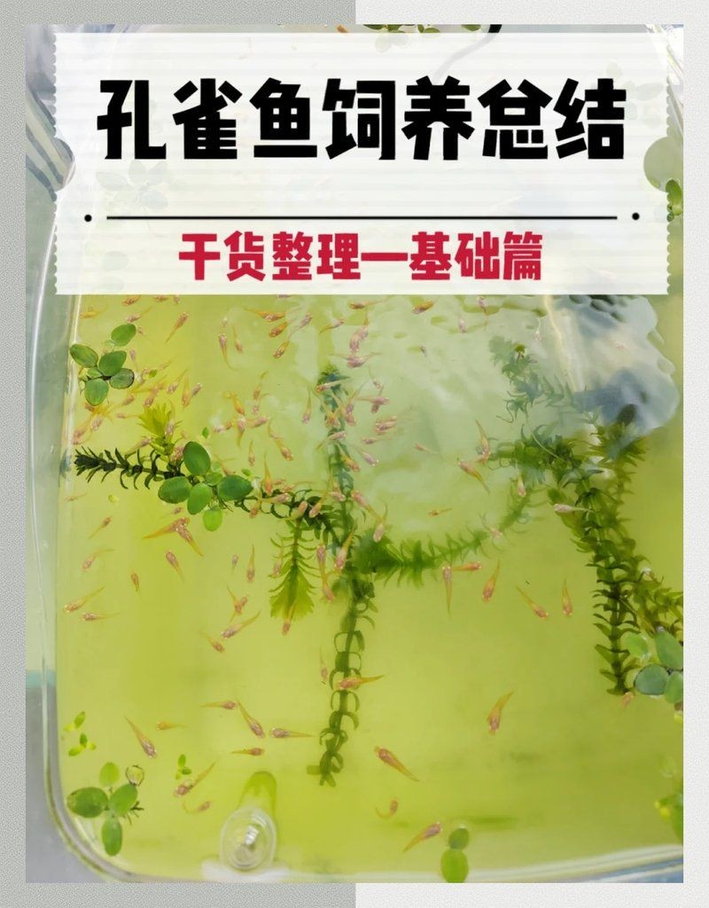 金魚和孔雀魚哪個(gè)好養(yǎng)：新手養(yǎng)魚入門指南