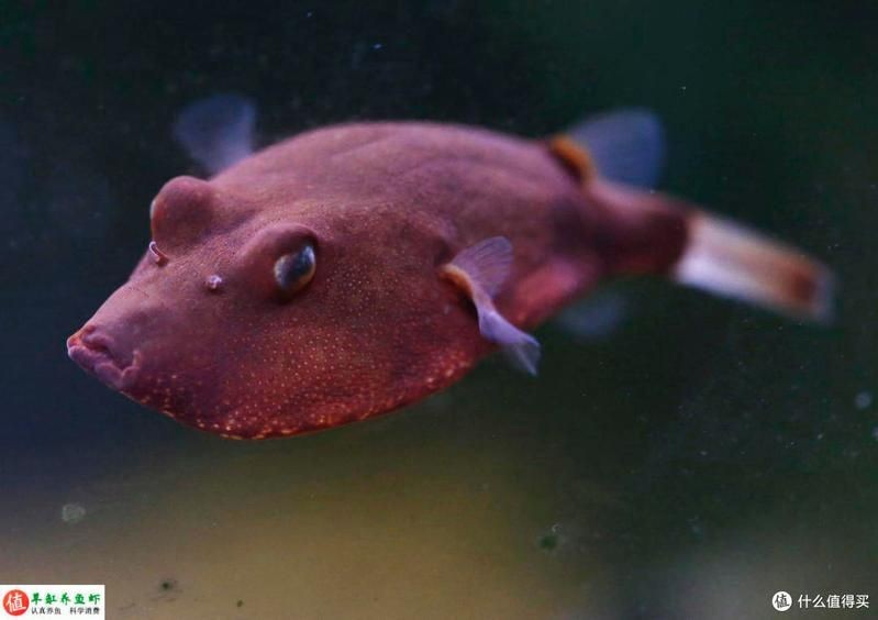 狗頭魚兇猛排名：狗頭魚兇猛排行榜上名列前茅5中占據著顯著的“兇猛排名”