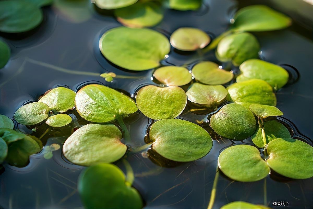 撫順魚缸維護(hù)：撫順魚缸科學(xué)養(yǎng)護(hù)全流程