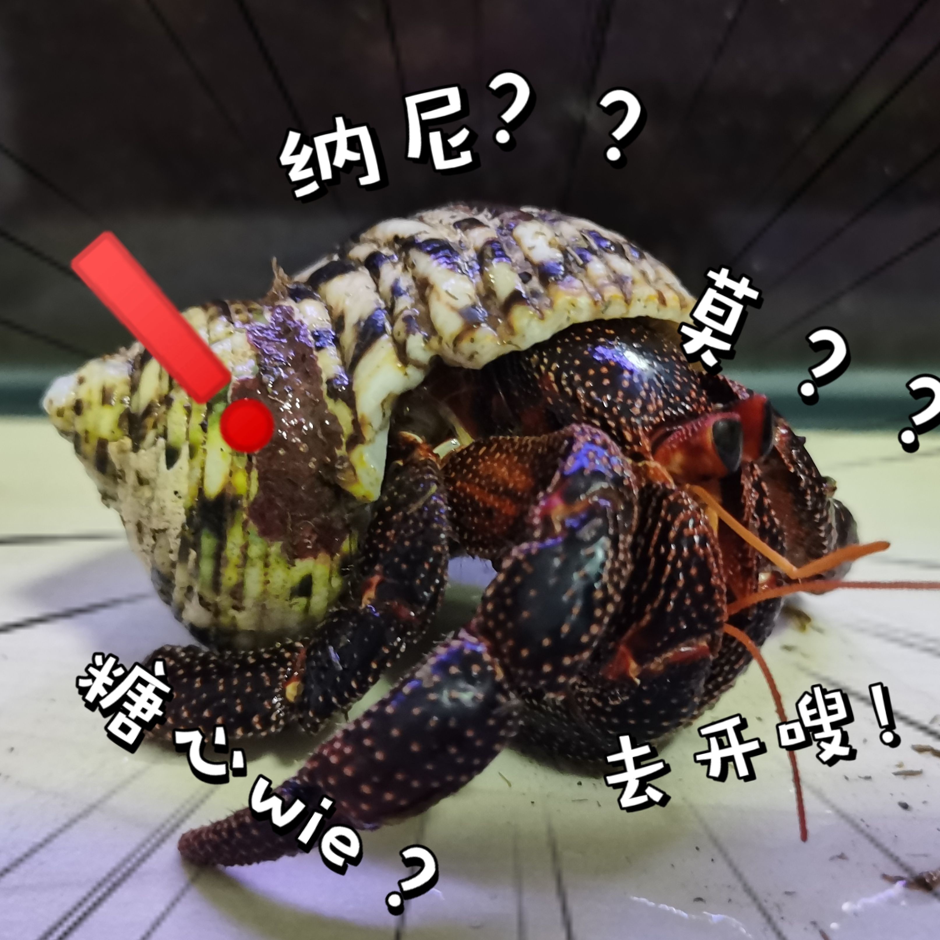 撫順魚缸維護(hù)：撫順魚缸科學(xué)養(yǎng)護(hù)全流程