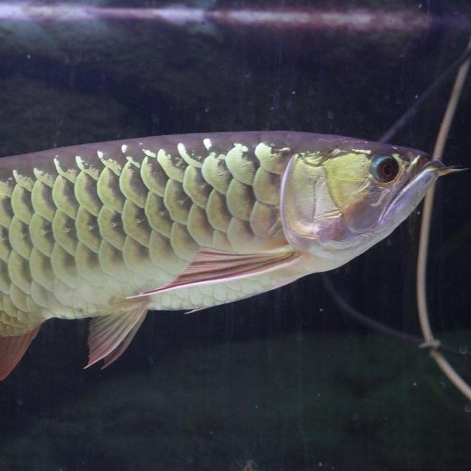 金赤龍魚：原神金赤假龍在哪里攻略九游原神金赤假龍在哪里攻略