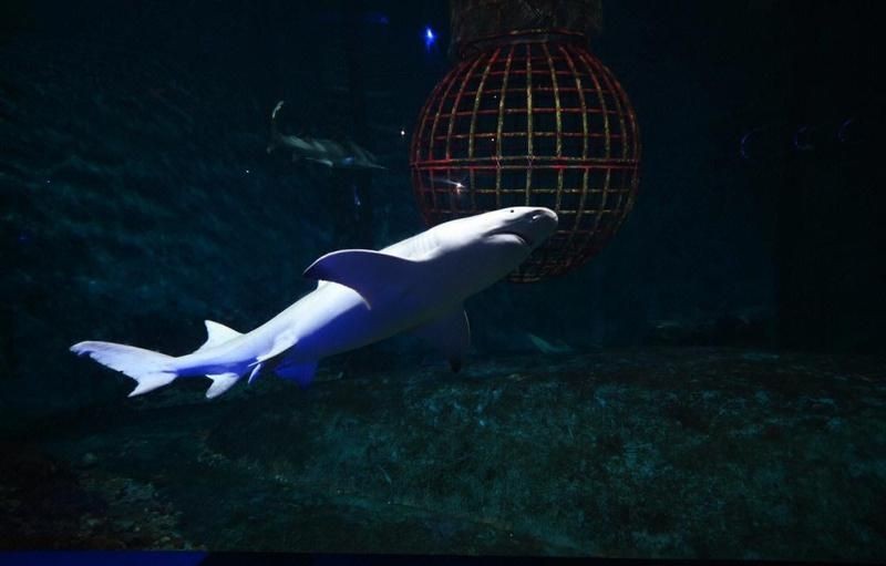 大連水族店：大連圣亞海洋世界