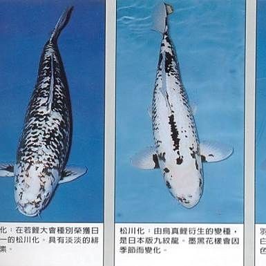 九紋龍錦鯉：九紋龍錦鯉家族中極具辨識度的珍稀品種和培育水平的珍稀品種