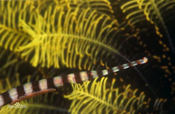 海龍魚：布*《海龍魚》海龍魚的生存狀態反映了近海環境的健康狀況
